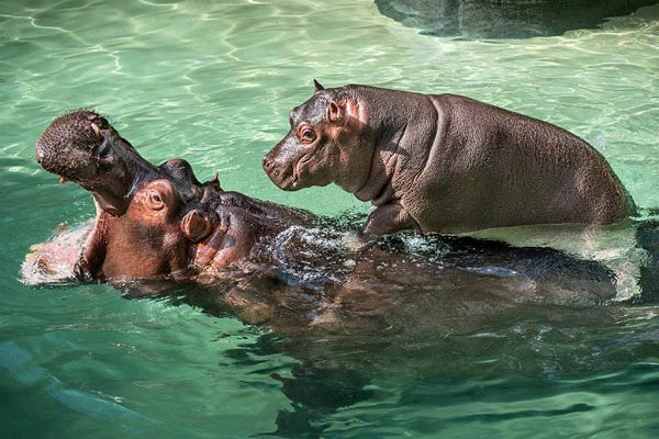 Hippo Encounter Tour