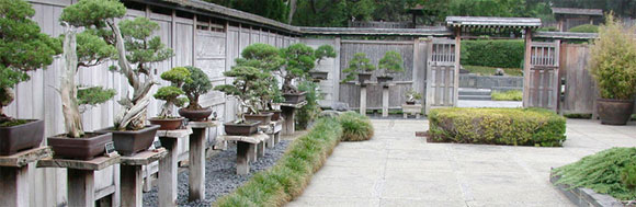 Bonsai Collection at The Huntington