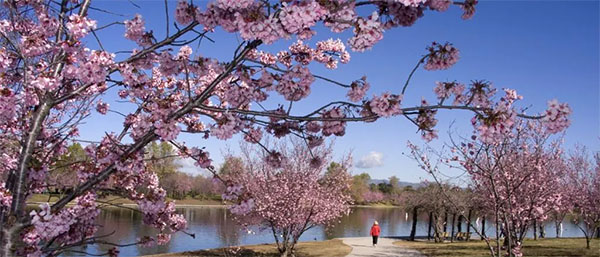 Cherry blossoms at Lake Balboa | Photo: City of Los Angeles Department of Recreation & Parks