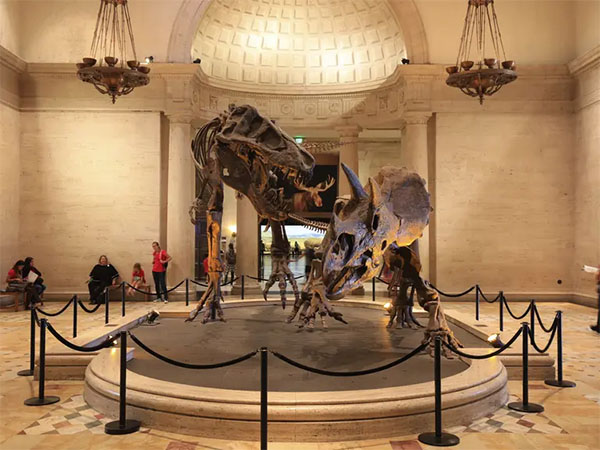 Dueling Dinos at the Natural History Museum | Photo: Yuri Hasegawa