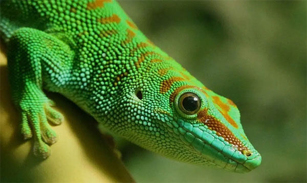 Madagascar giant day gecko | Photo: Los Angeles Zoo