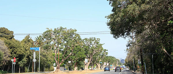 San Vicente Boulevard in Brentwood | Photo: Yuri Hasegawa