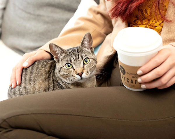 Elizabeth at CatCafe Lounge | Photo: @catcafelounge, Instagram
