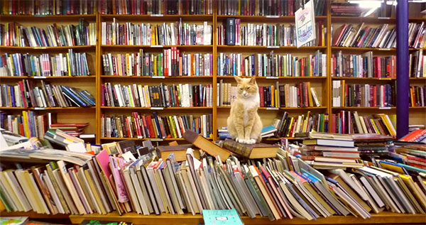 Apollo watches over the Sales Table | Photo: The Iliad Bookshop