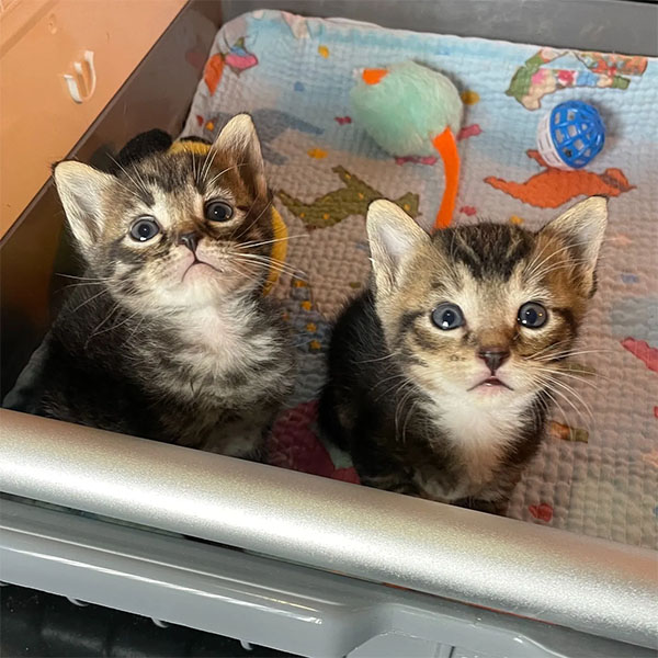 Dee and Linda at the Kitty Bungalow | Instagram by @kittybungalow