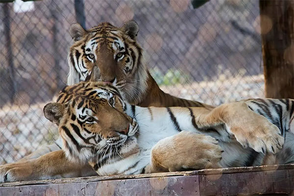 Aspen and Willow | Photo: The Roar Foundation, Facebook