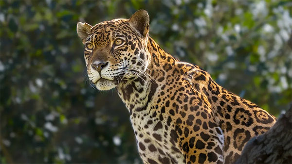 Female jaguar Johar | Photo: Los Angeles Zoo, Facebook
