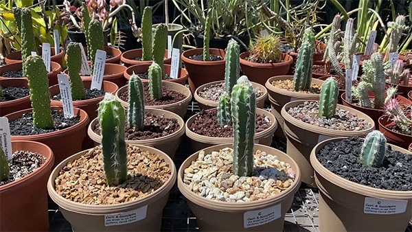 California Cactus Center | Photo: YouTube