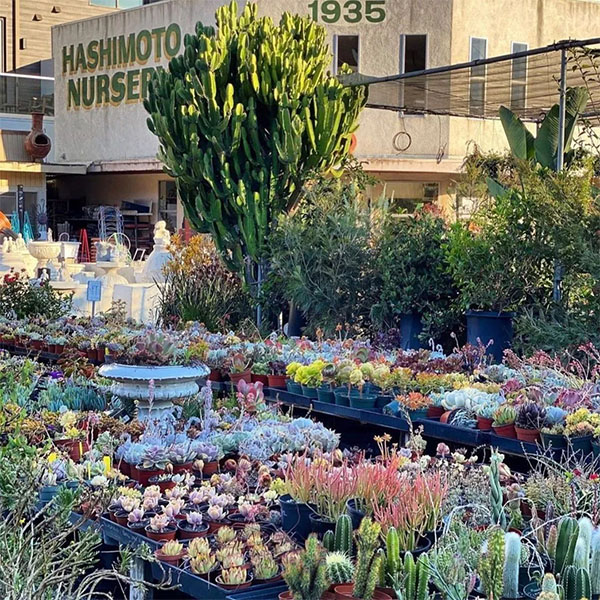 Photo: Hashimoto Nursery