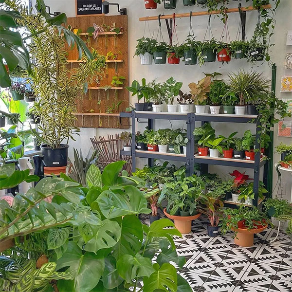 Photo: Sarah Cotta Plants