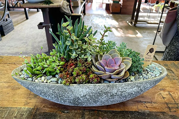 Succulents arrangement | Photo: The Juicy Leaf