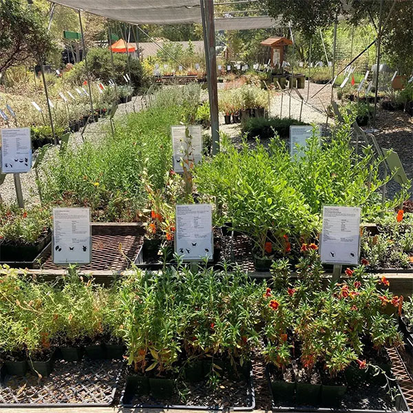 Native plants nursery at Theodore Payne Foundation | Photo: @theordorepayne, Instagram